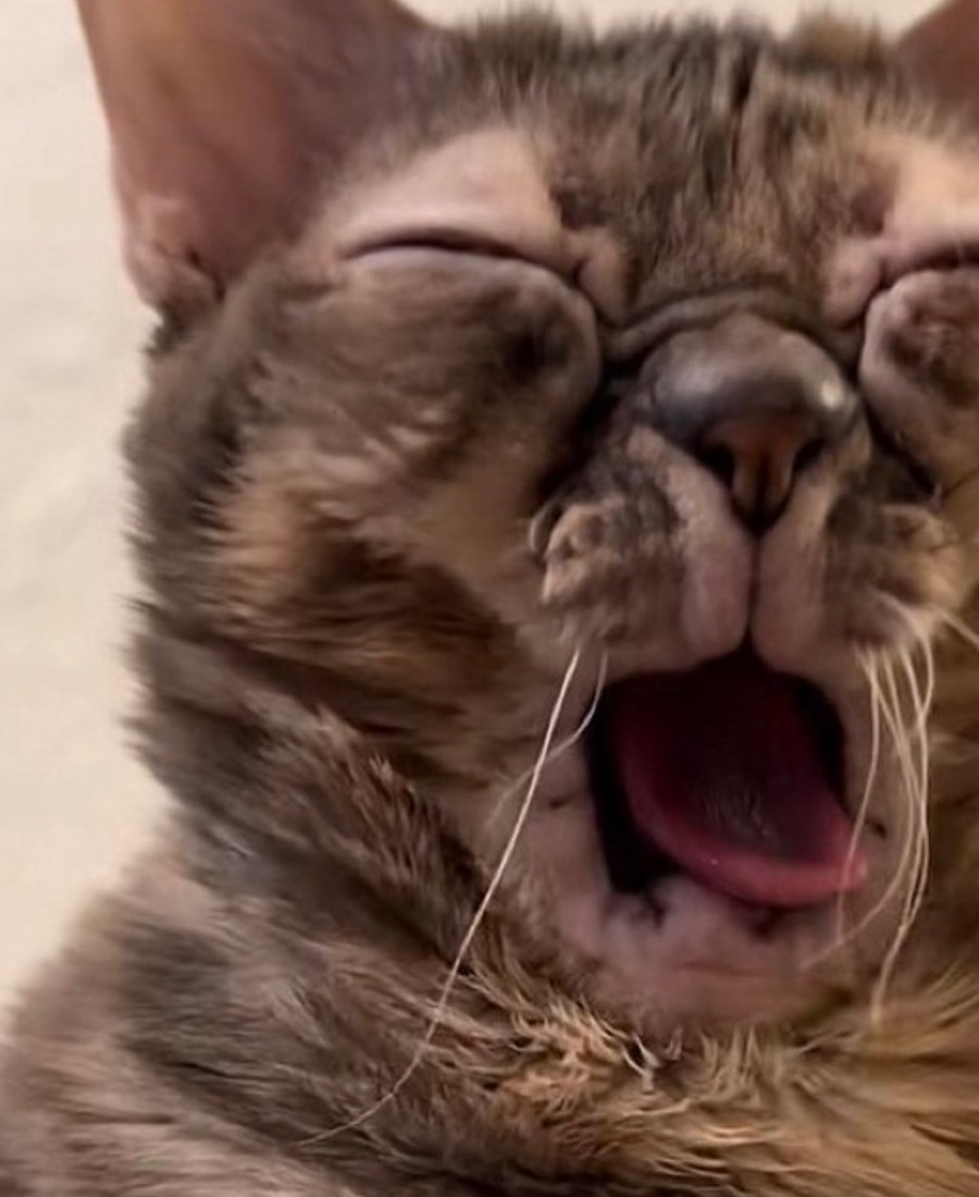 Gumbus yawning with his eyes closed